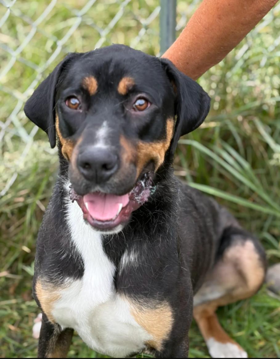Enlarge Marco, a Adoptable mixed breed in Hazard, KY image 3/5