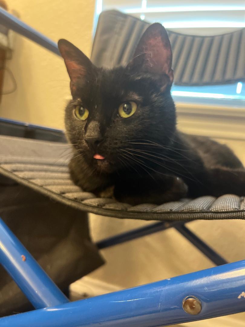 Binx photo 2