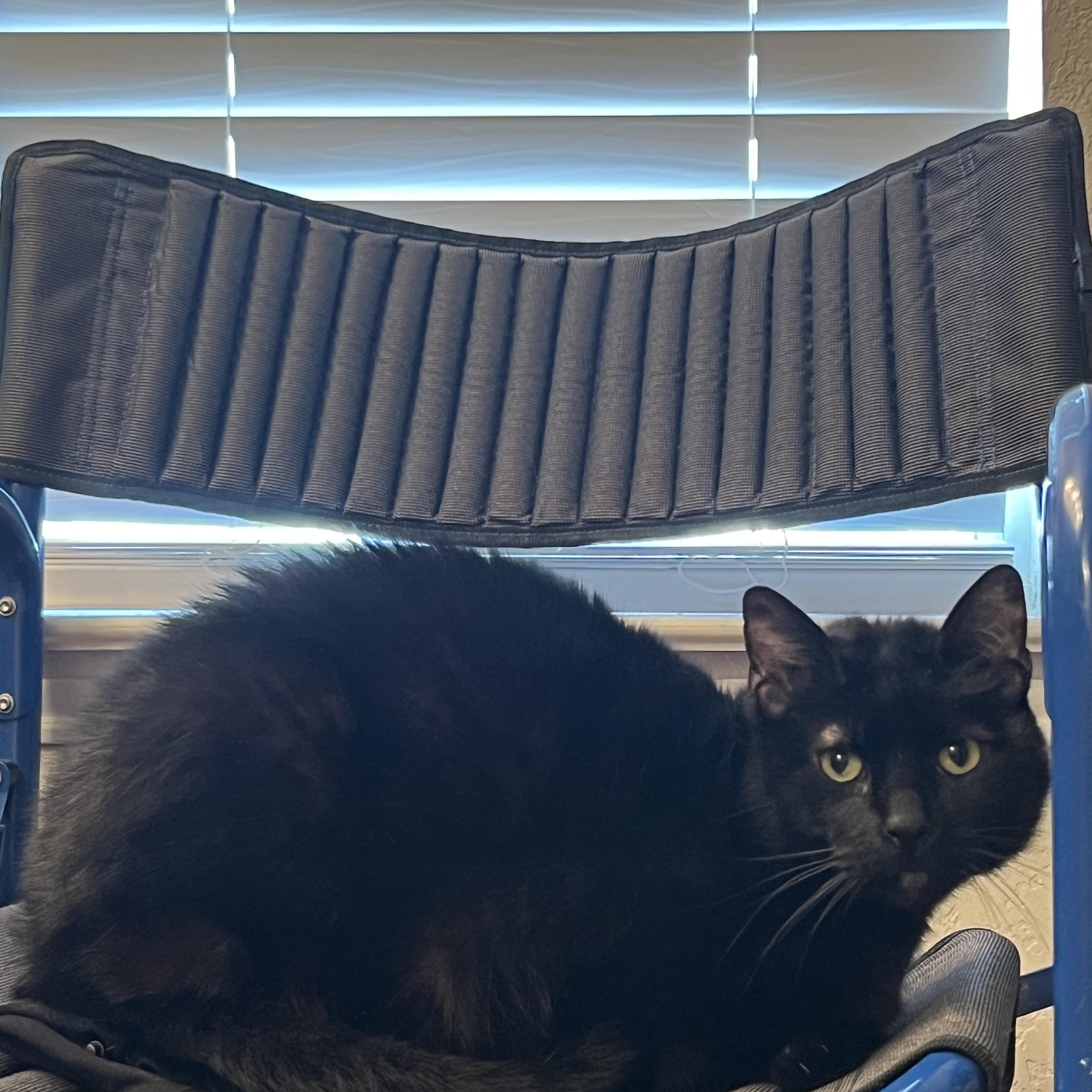 Binx, Adult Male Bombay