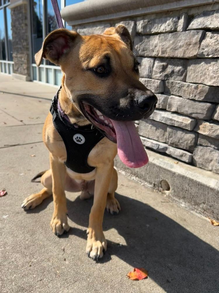 Enlarge Scout, a Adoptable mixed breed in Youngsville, NC image 1/6