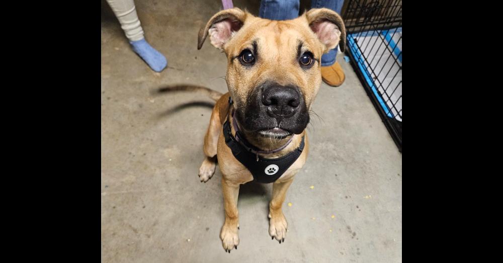 Enlarge Scout, a Adoptable mixed breed in Youngsville, NC image 2/6