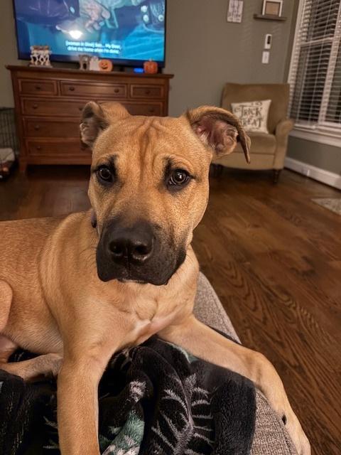 Enlarge Scout, a Adoptable mixed breed in Youngsville, NC image 3/6