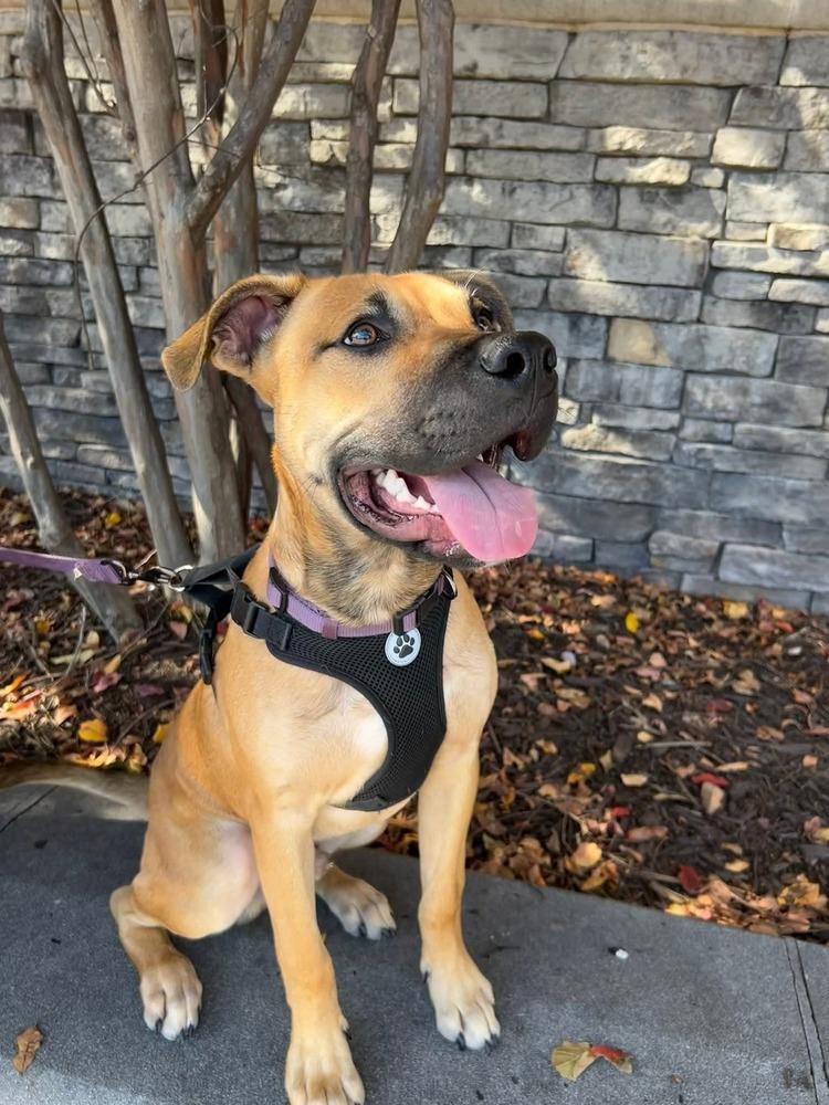 Enlarge Scout, a Adoptable mixed breed in Youngsville, NC image 4/6