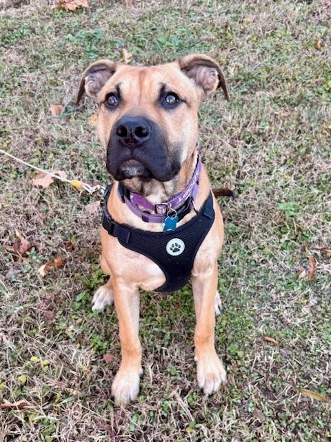 Enlarge Scout, a Adoptable mixed breed in Youngsville, NC image 5/6