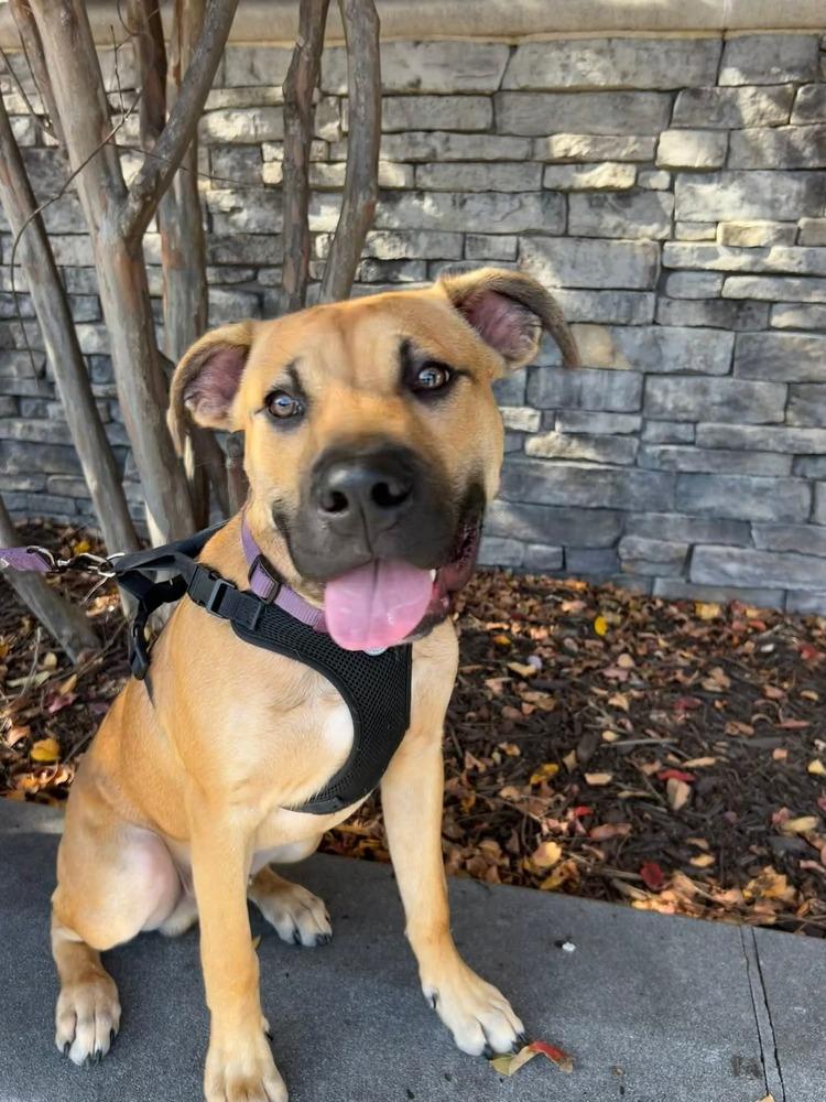 Enlarge Scout, a Adoptable mixed breed in Youngsville, NC image 6/6