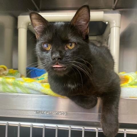 Rouse, Adoptable, Young Male Domestic Short Hair & Mixed Breed.