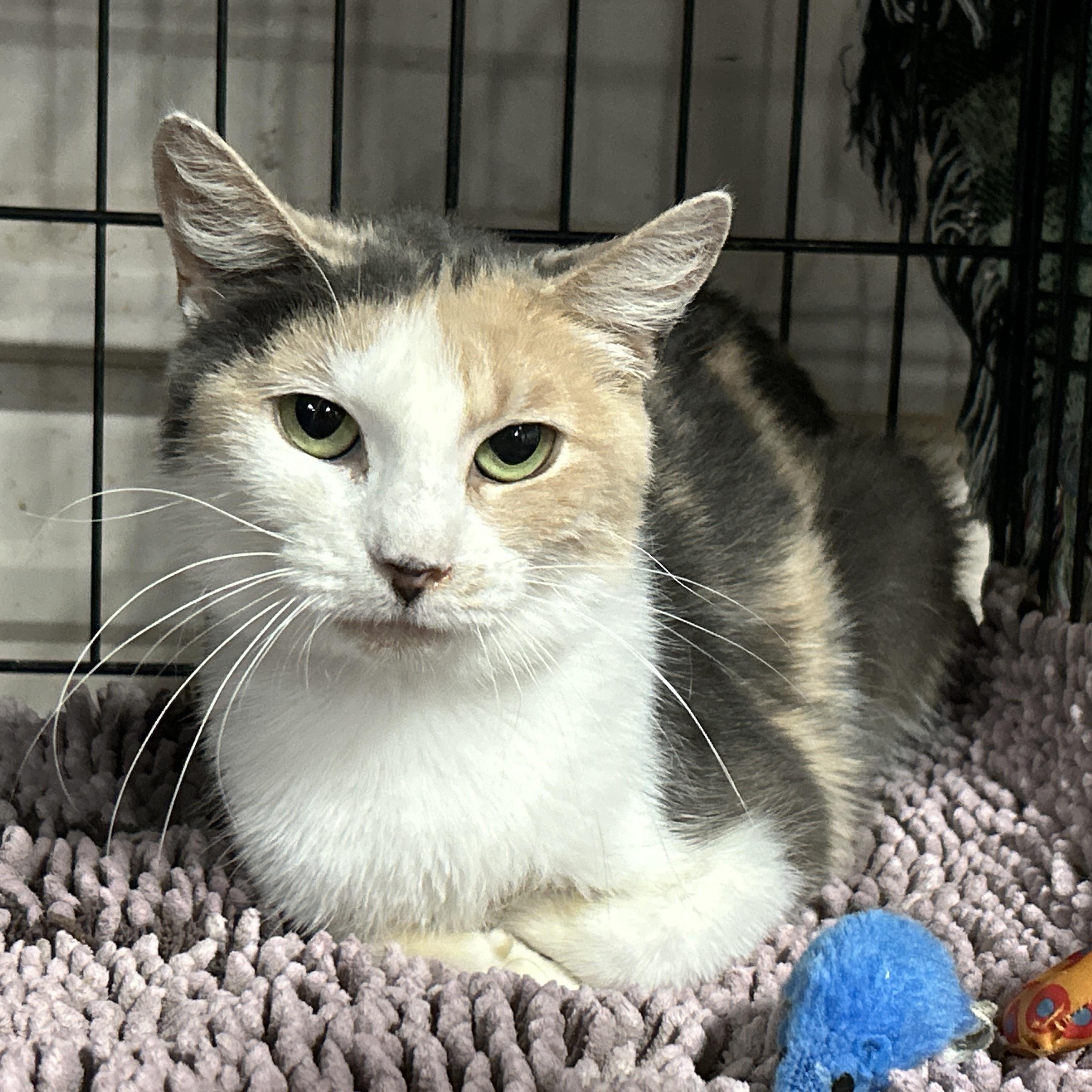 Enlarge Star, a ADOPTABLE Dilute Calico in Marble Falls, TX image 3/3