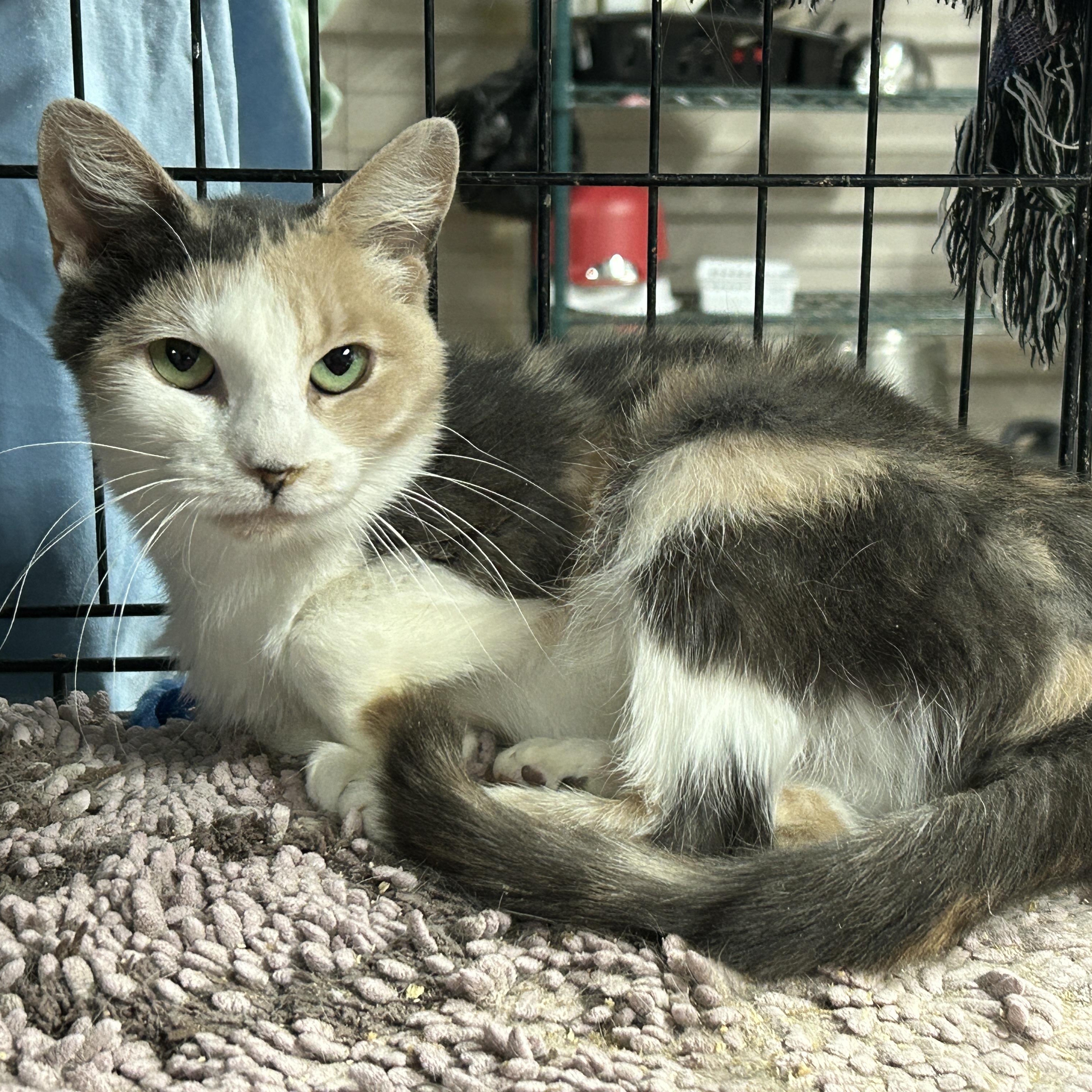 Star, ADOPTABLE, Young Female Dilute Calico.