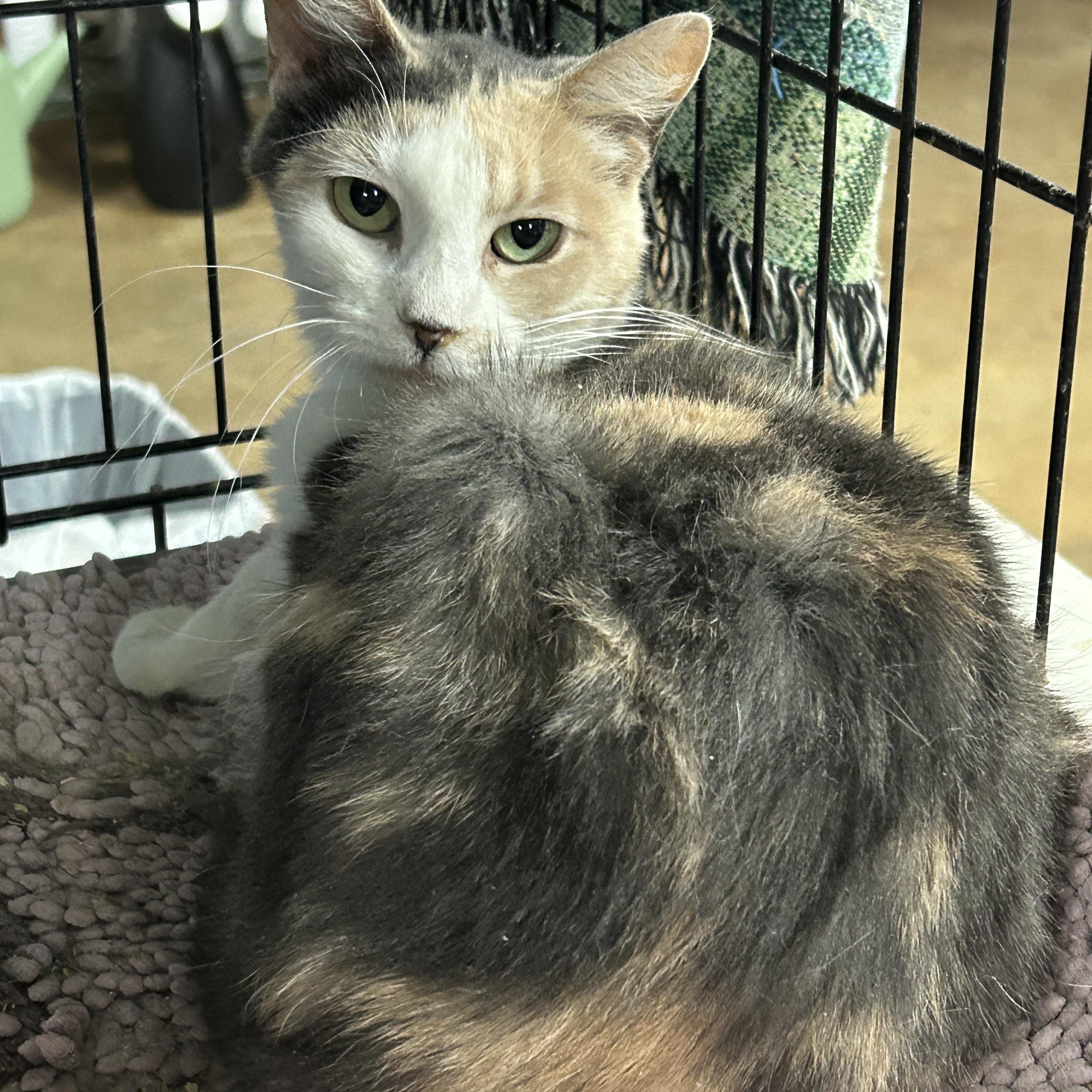 Enlarge Star, a ADOPTABLE Dilute Calico in Marble Falls, TX image 2/3
