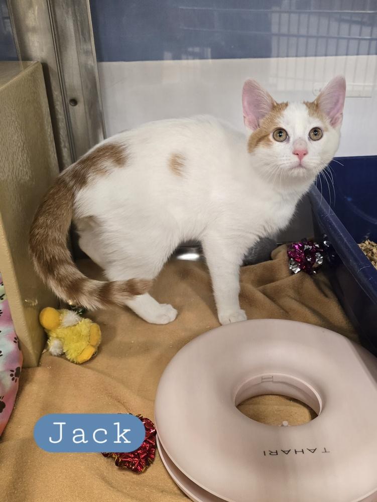 Jack  K 438, Adoptable, Kitten Male Domestic Short Hair.