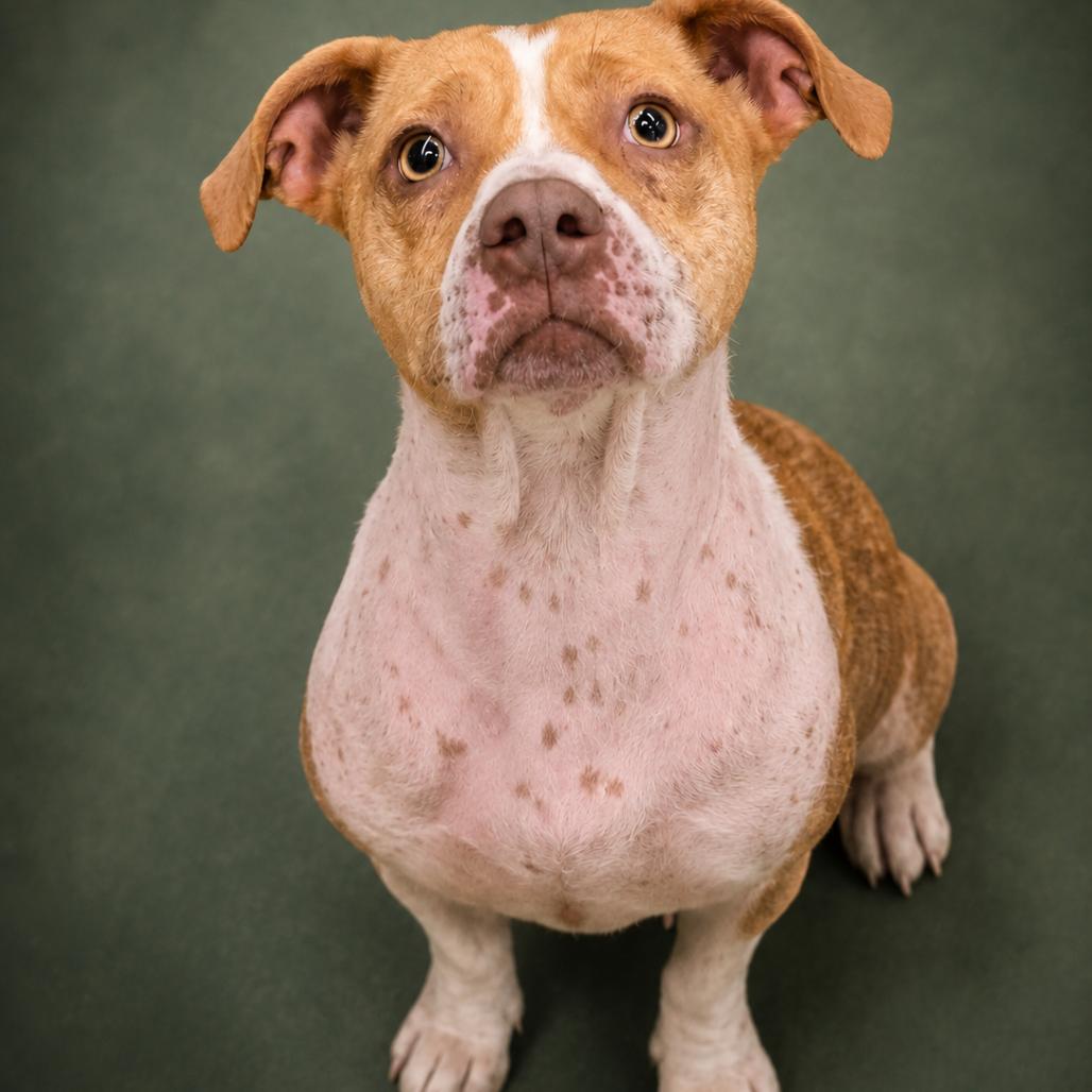Ginger, Adoptable, Young Female Dachshund & Pit Bull Terrier.