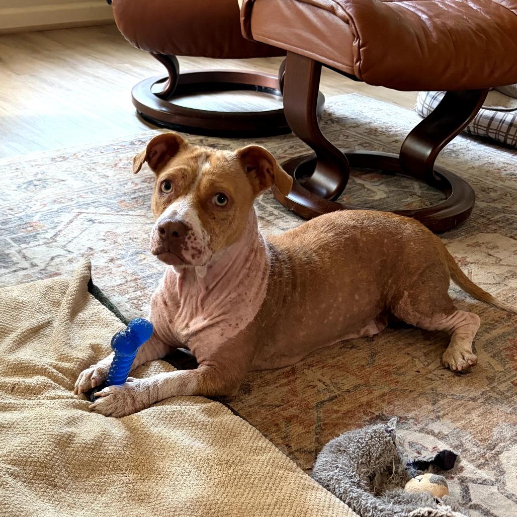 Ginger, a Adoptable mixed breed in Bessemer, AL image 2/6