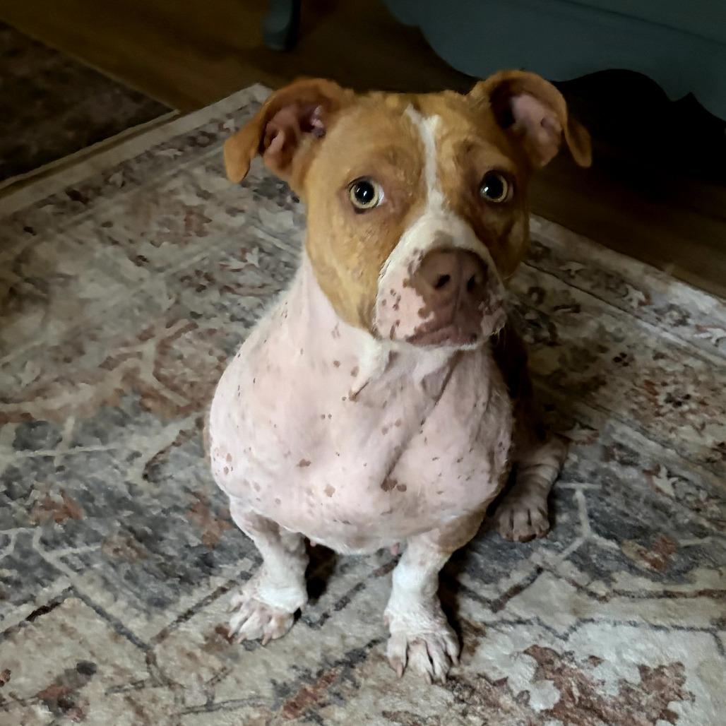 Ginger, a Adoptable mixed breed in Bessemer, AL image 4/6