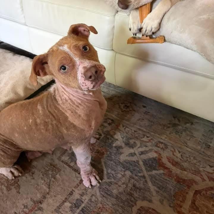 Ginger, a Adoptable mixed breed in Bessemer, AL image 5/6