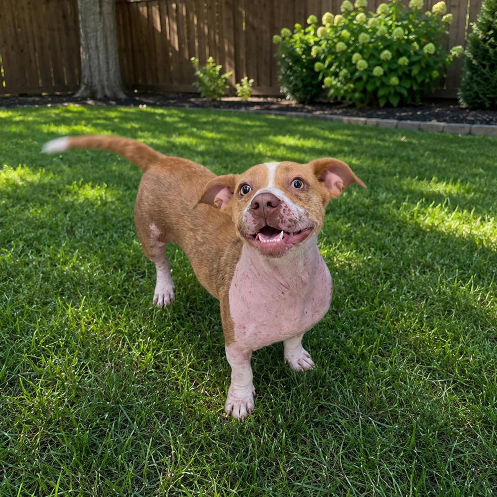 Ginger, a Adoptable mixed breed in Bessemer, AL image 6/6