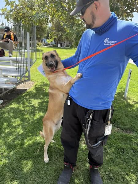 Zula (Charm) the gorgeous GSD, a Adoptable German Shepherd Dog in Missoula, MT image 1/6