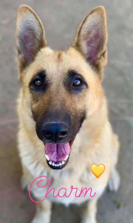 Zula (Charm) the gorgeous GSD, a Adoptable German Shepherd Dog in Missoula, MT image 2/6