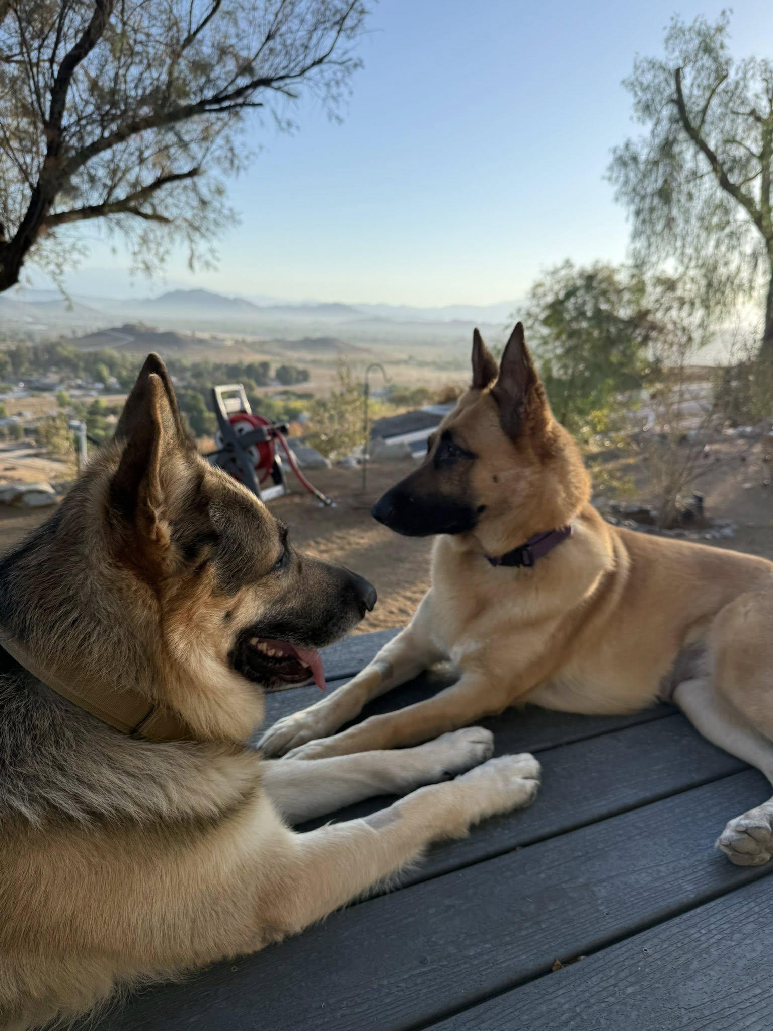 Zulathe Gorgeous Gsd thumbnail 4