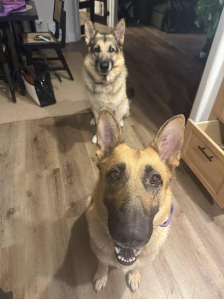 Zulathe Gorgeous Gsd thumbnail 3