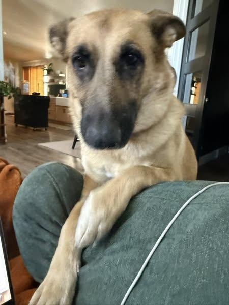 Zula (Charm) the gorgeous GSD, a Adoptable German Shepherd Dog in Missoula, MT image 5/6