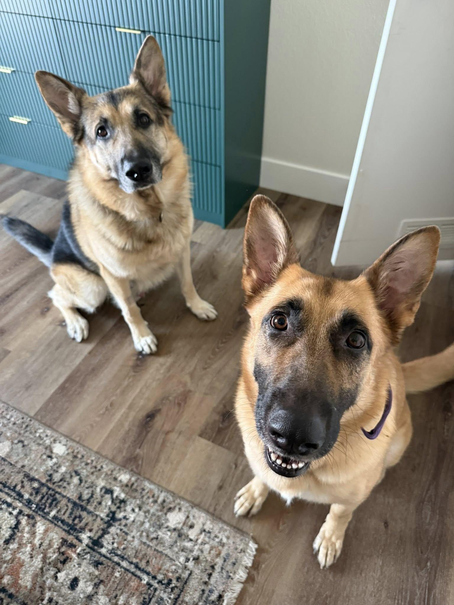 Zulathe Gorgeous Gsd thumbnail 5