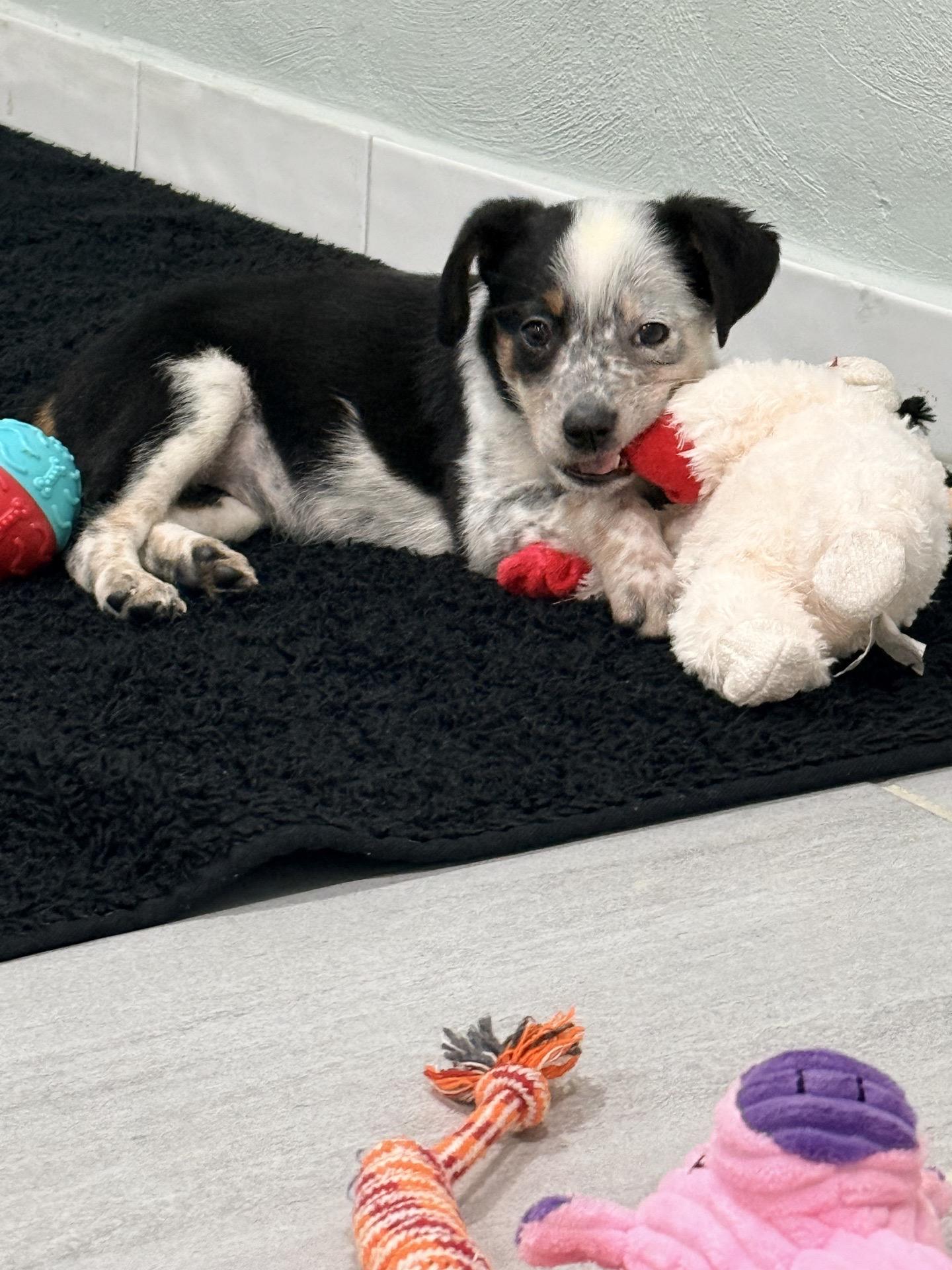 Enlarge Cobble, an adopted mixed breed in Copiague, NY image 3/4