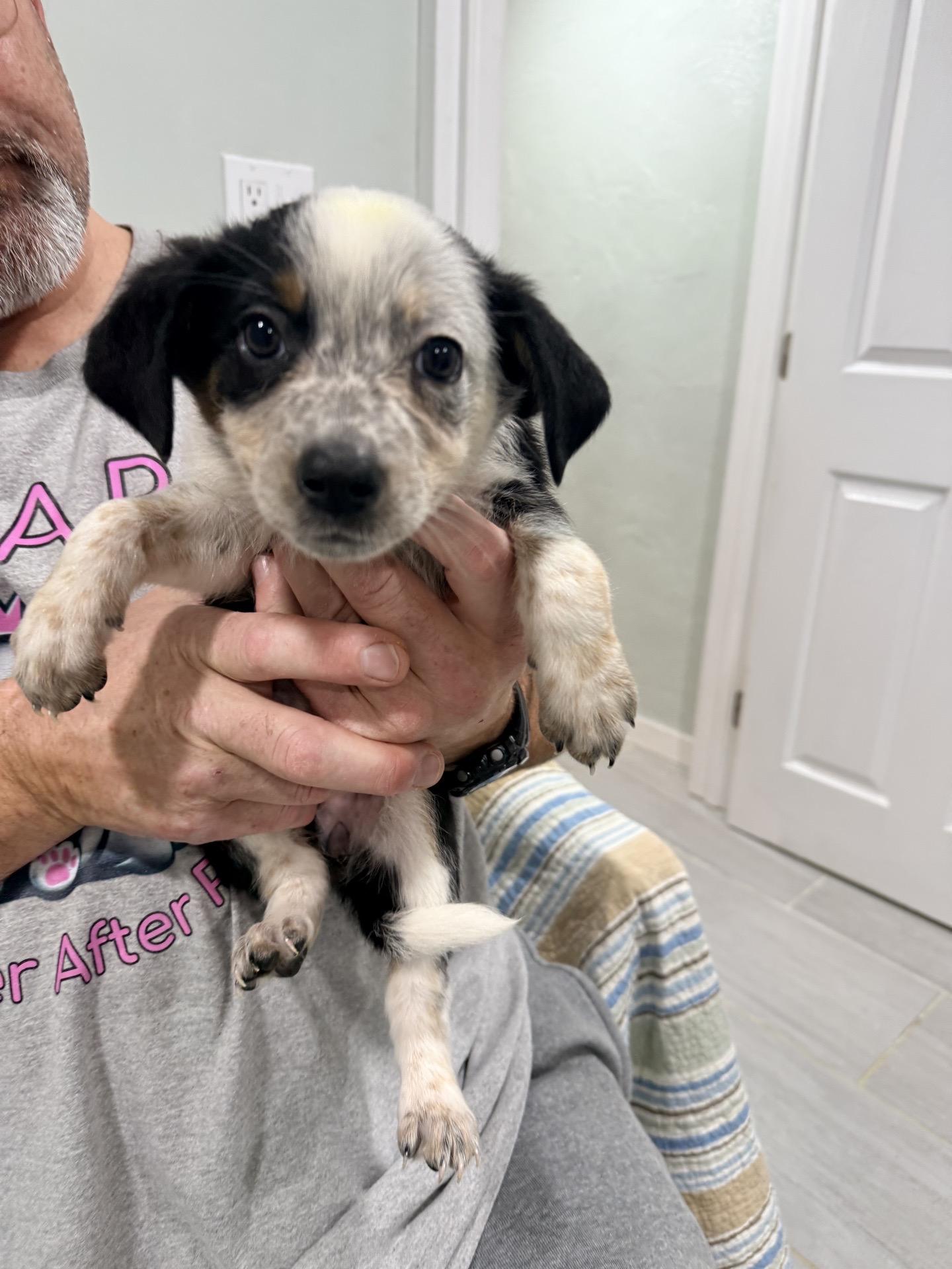 Cobble, ADOPTABLE, Puppy Female Australian Cattle Dog / Blue Heeler.