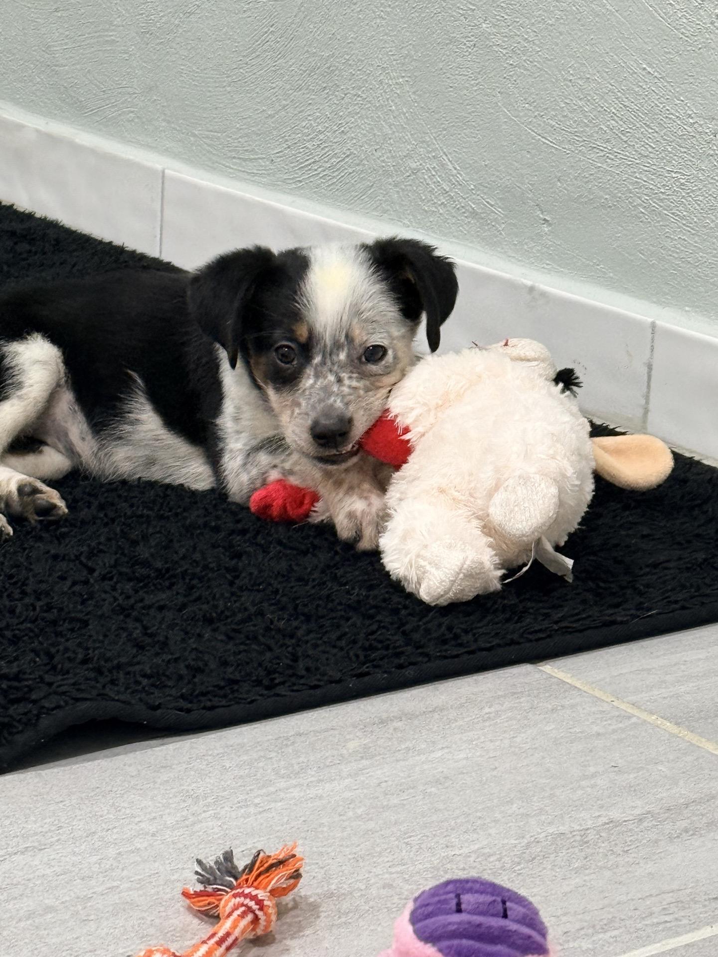 Enlarge Cobble, an adopted mixed breed in Copiague, NY image 2/4