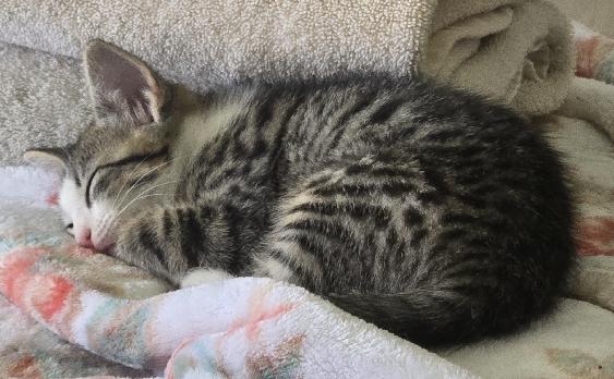 Enlarge Velvet, an adopted Domestic Short Hair in Lafayette, LA image 2/4
