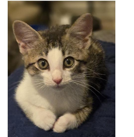 Velvet, adopted, Kitten Female Domestic Short Hair.