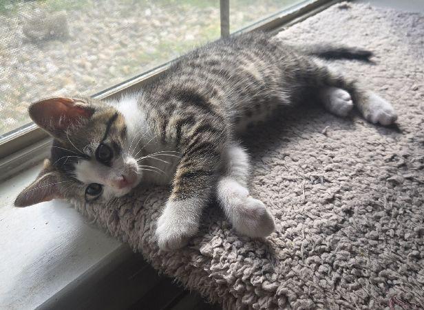 Enlarge Velvet, an adopted Domestic Short Hair in Lafayette, LA image 3/4