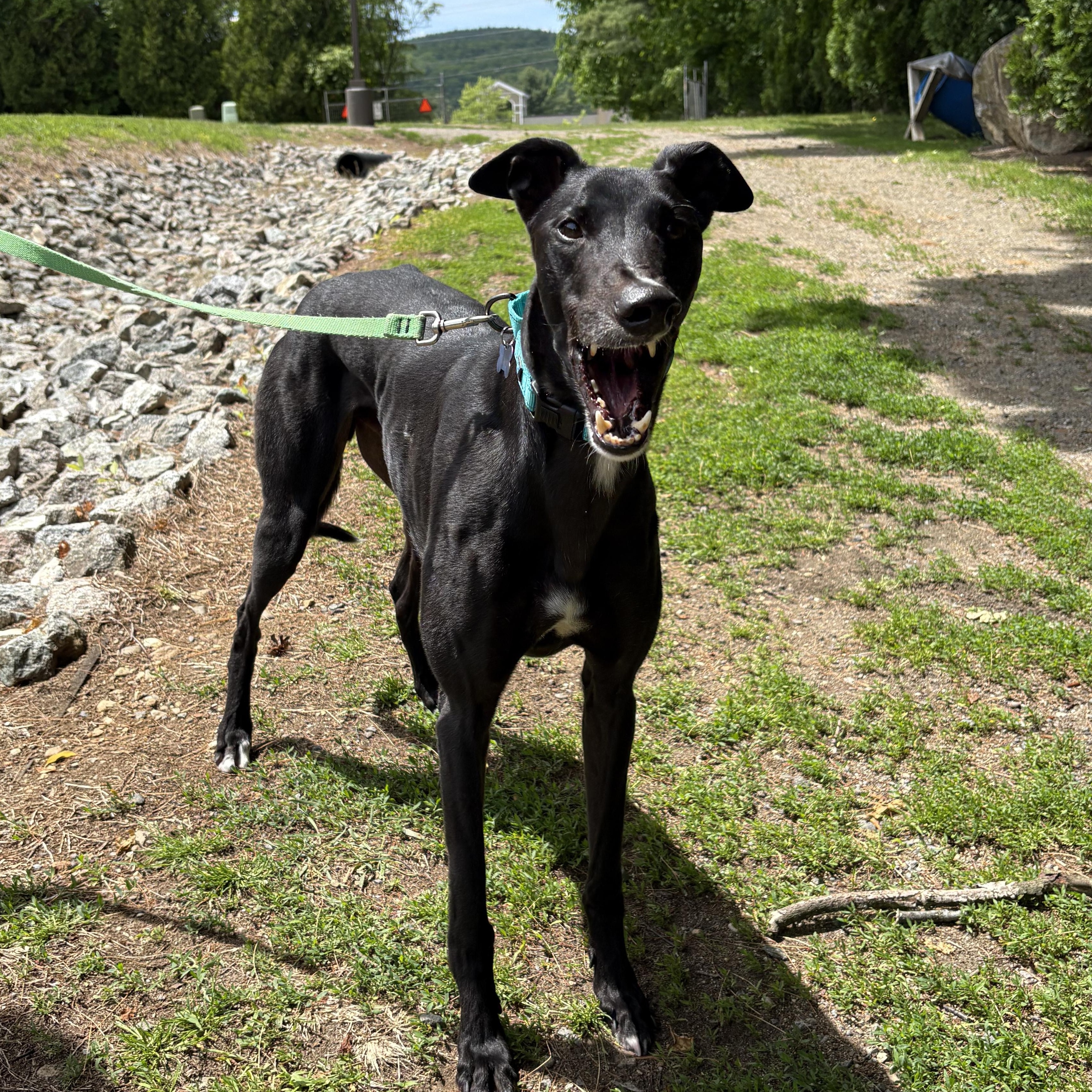 Snappy, a Adoptable Greyhound in Swanzey, NH image 5/5