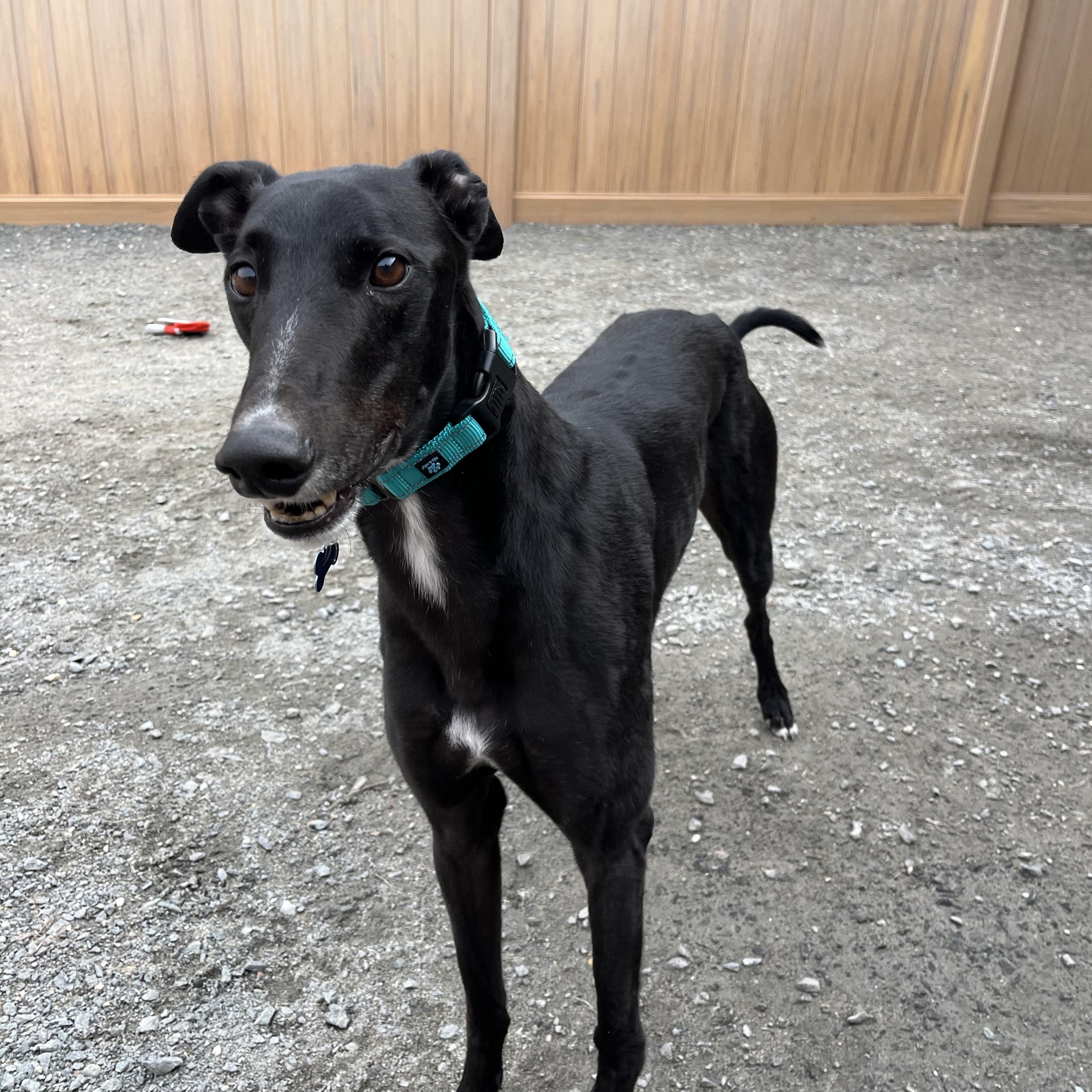 Snappy, a Adoptable Greyhound in Swanzey, NH image 2/5