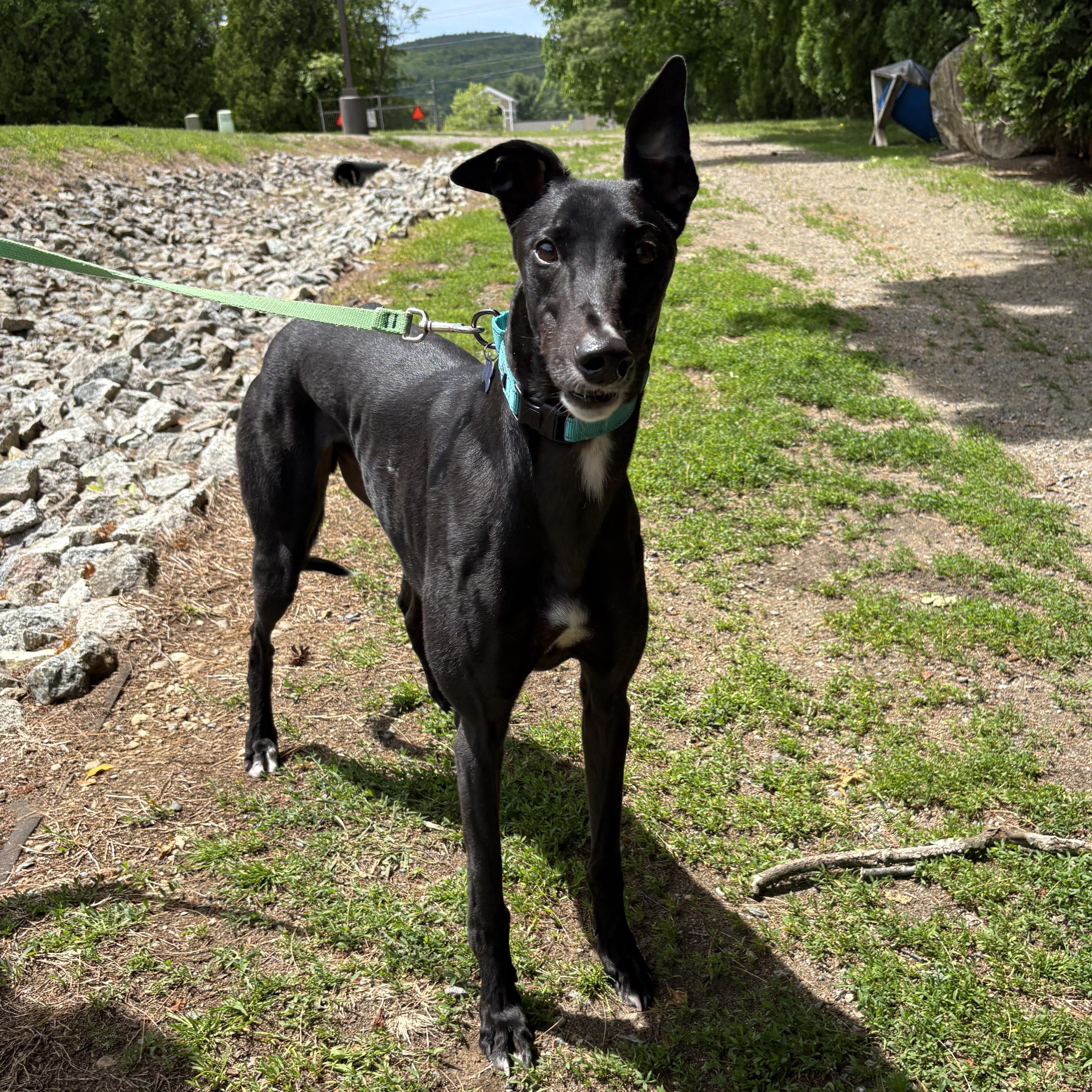 Snappy, a Adoptable Greyhound in Swanzey, NH image 3/5