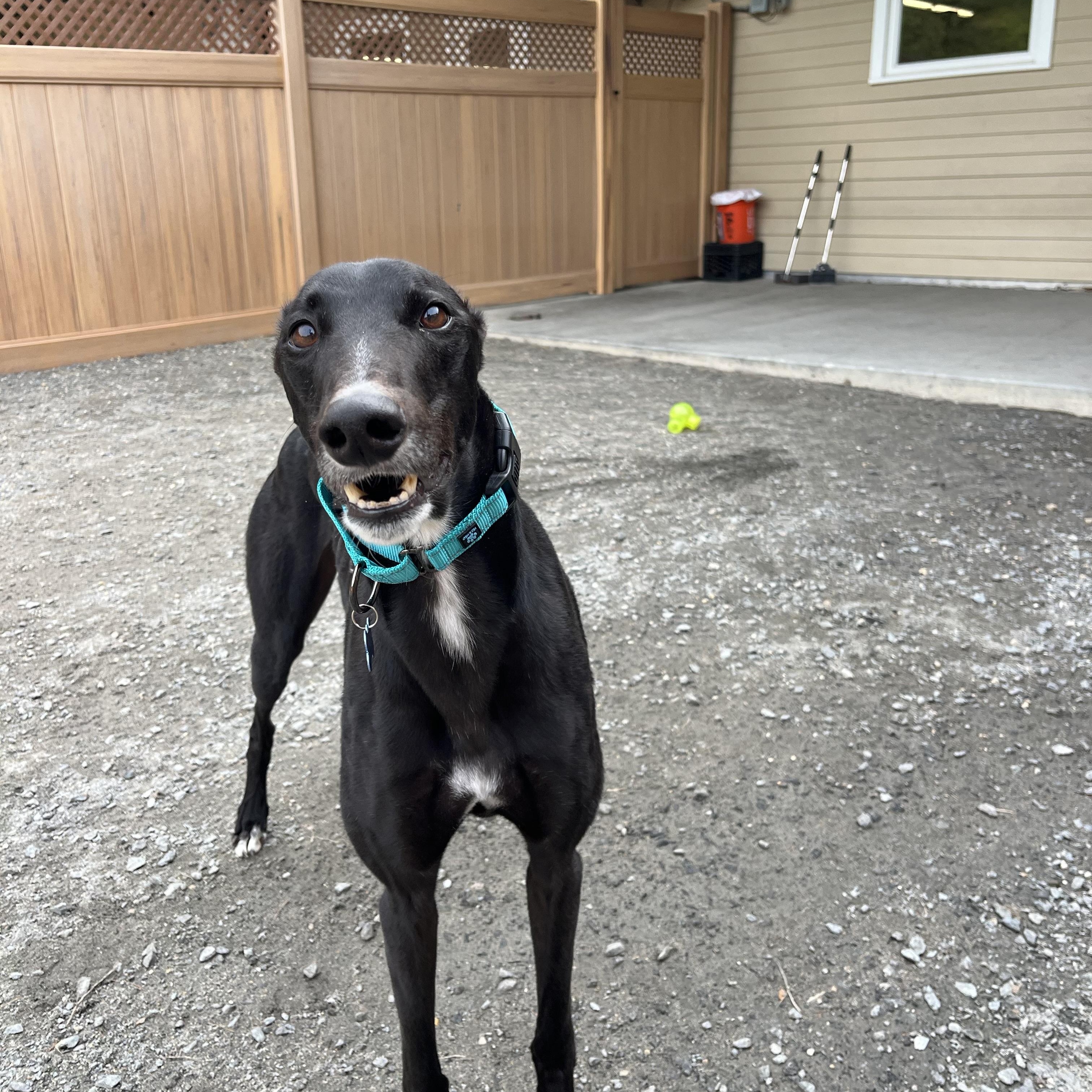 Snappy, a Adoptable Greyhound in Swanzey, NH image 4/5