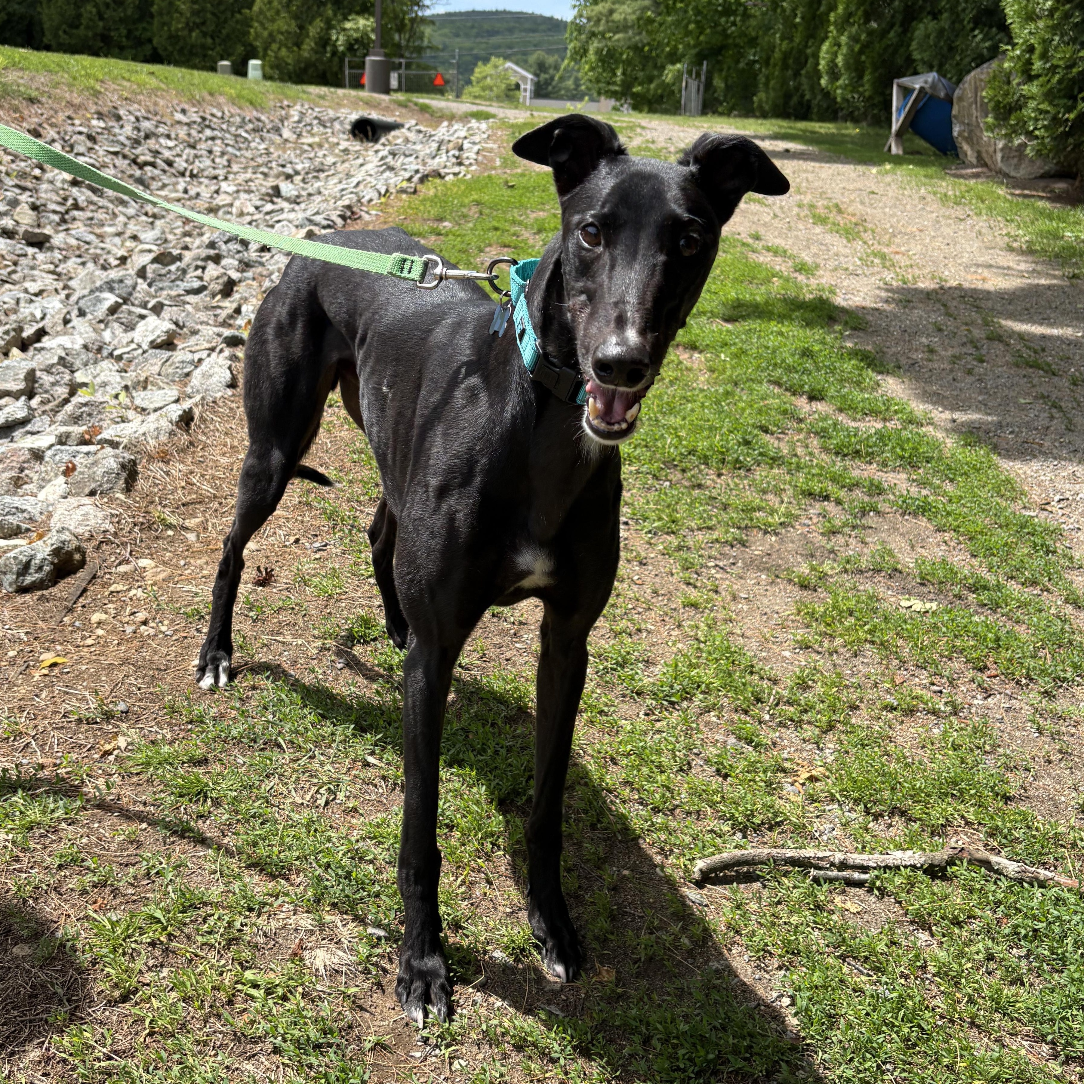 Snappy, Adoptable, Adult Female Greyhound.