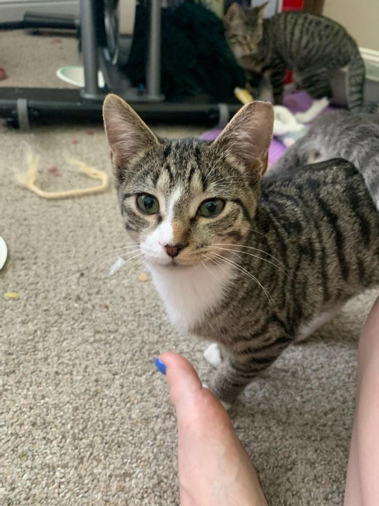 Lychee, Adopted, Kitten Female Domestic Short Hair.