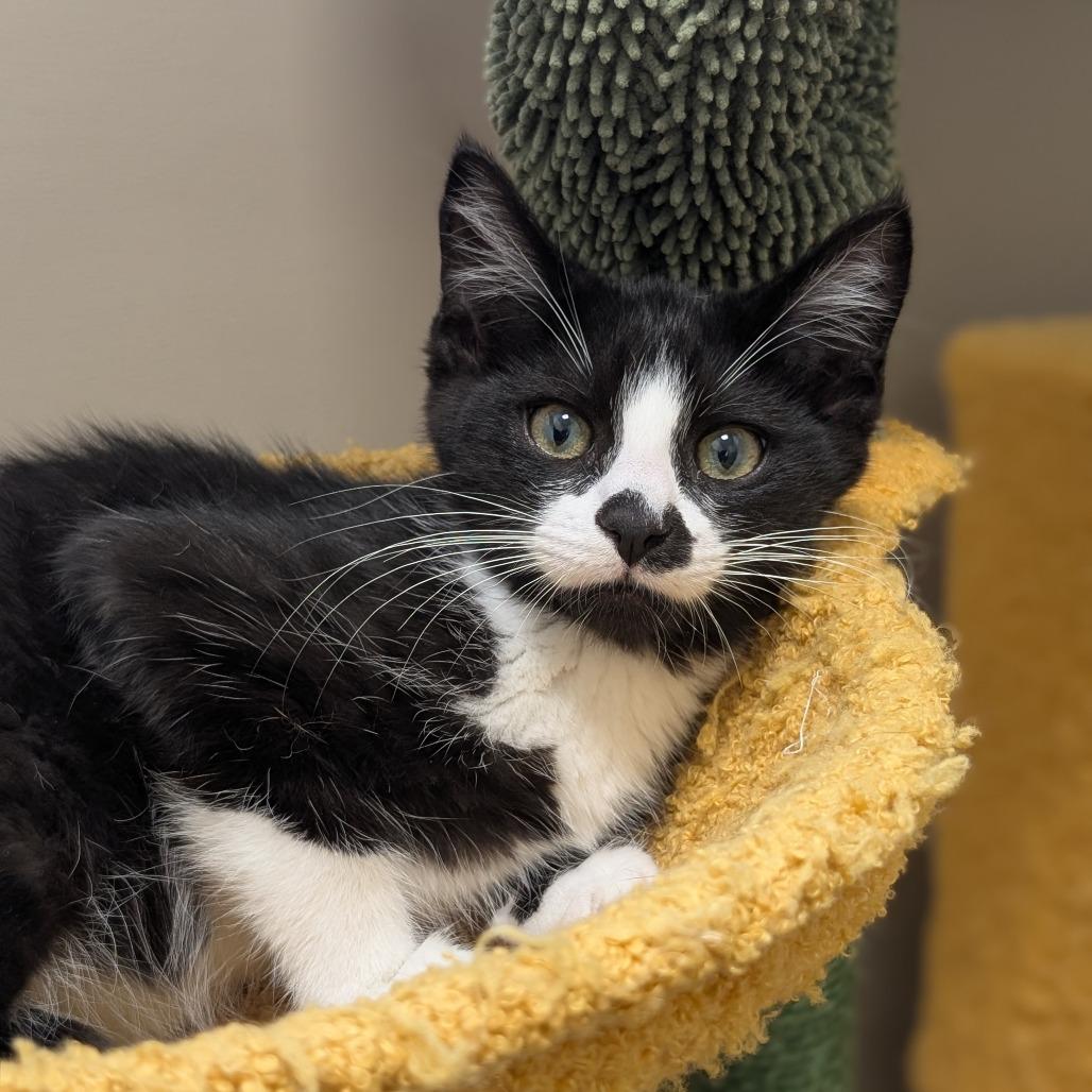 Enlarge Huck, a Adoptable Domestic Short Hair in Sonoma, CA image 1/6