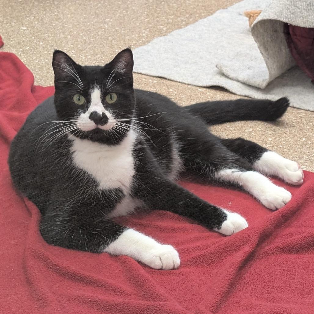 Enlarge Huck, a Adoptable Domestic Short Hair in Sonoma, CA image 2/6