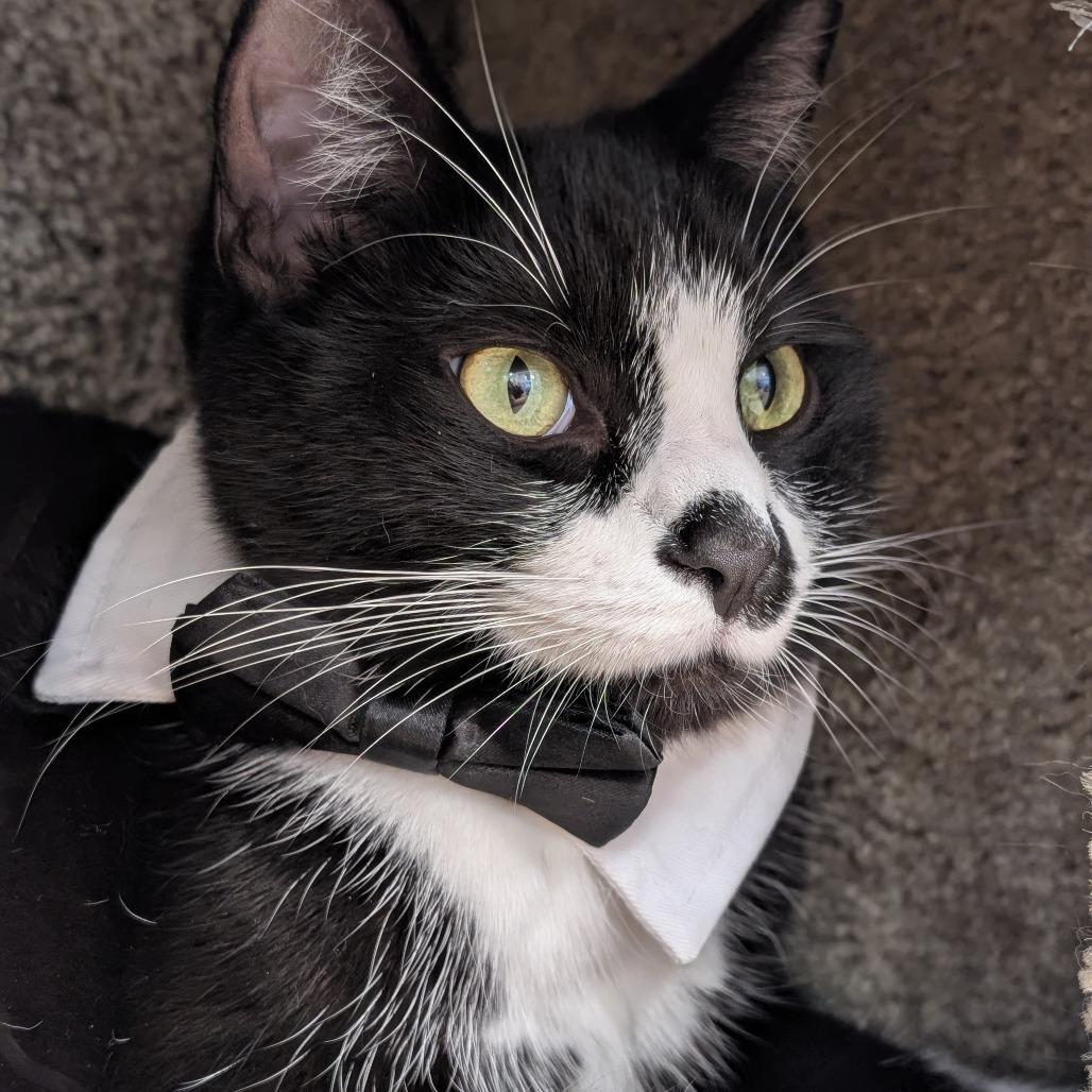 Enlarge Huck, a Adoptable Domestic Short Hair in Sonoma, CA image 3/6