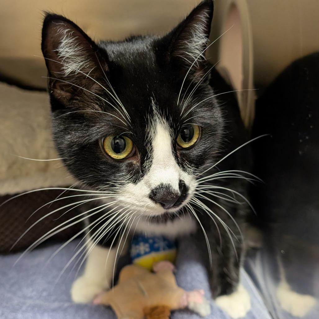 Enlarge Huck, a Adoptable Domestic Short Hair in Sonoma, CA image 6/6