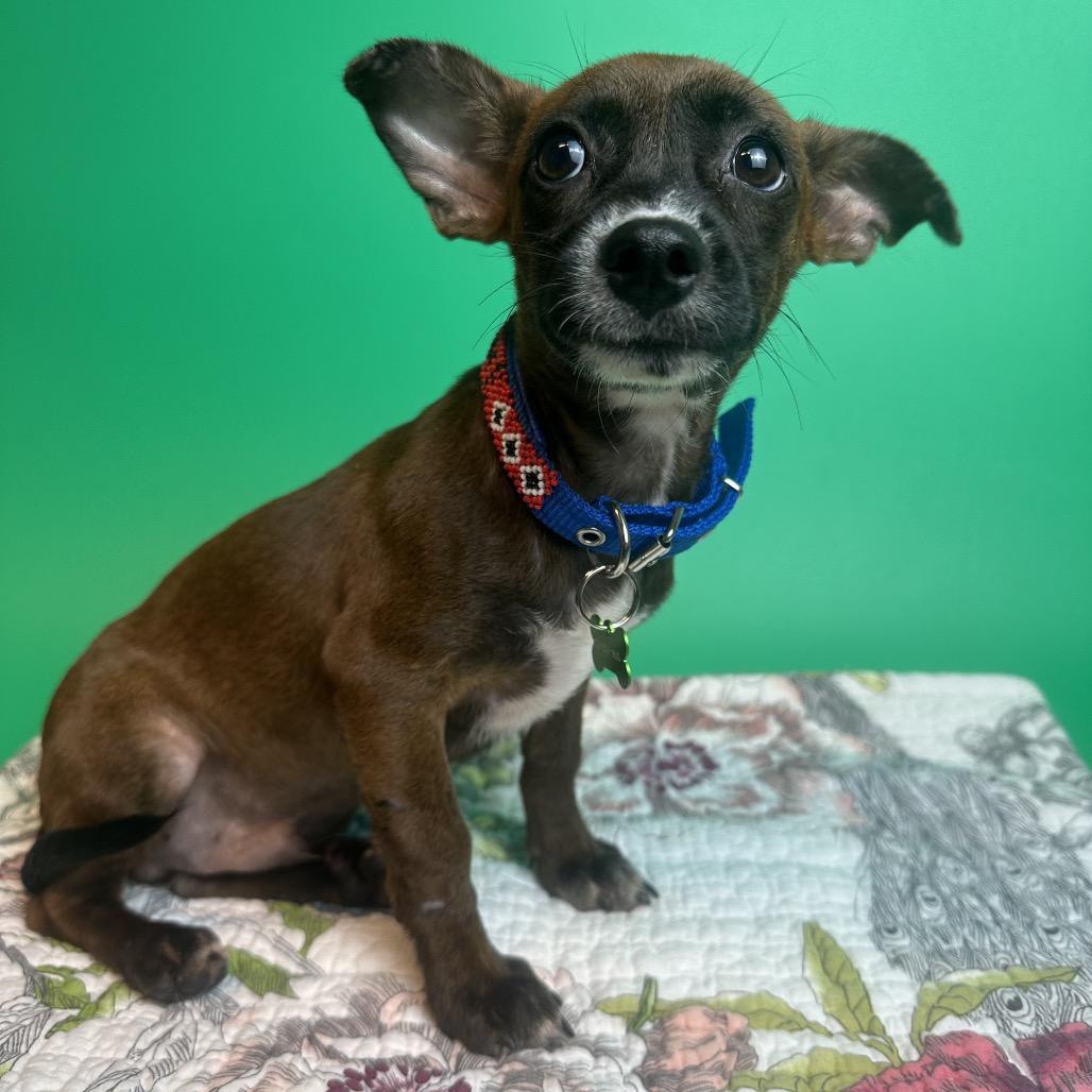 Raisin, Adoptable, Puppy Male Miniature Dachshund & Mixed Breed.
