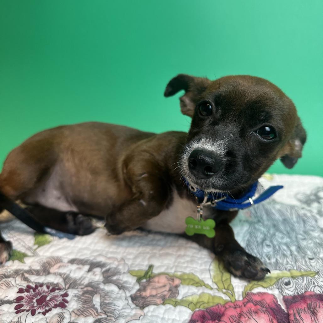 Enlarge Raisin, a Adoptable mixed breed in San Antonio, TX image 2/4