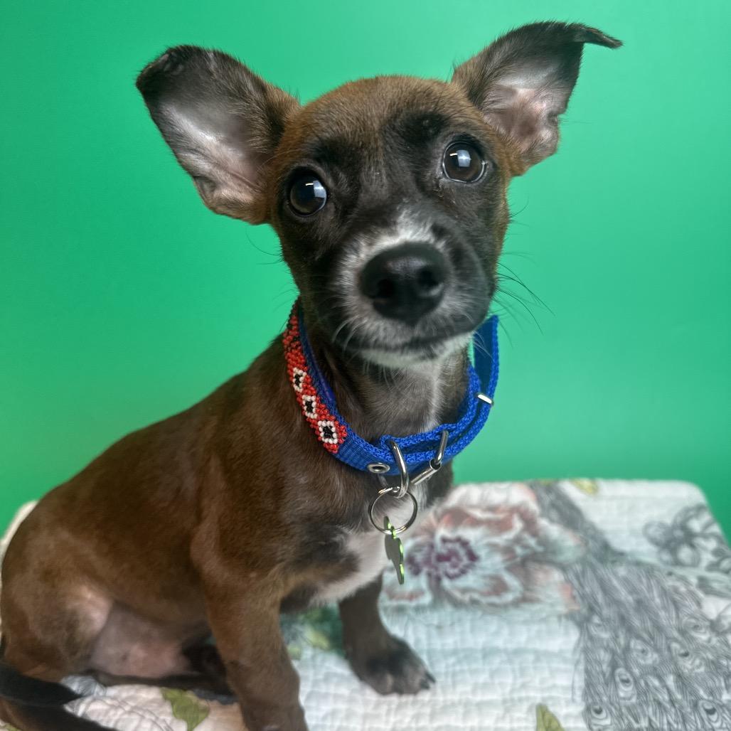 Enlarge Raisin, a Adoptable mixed breed in San Antonio, TX image 3/4