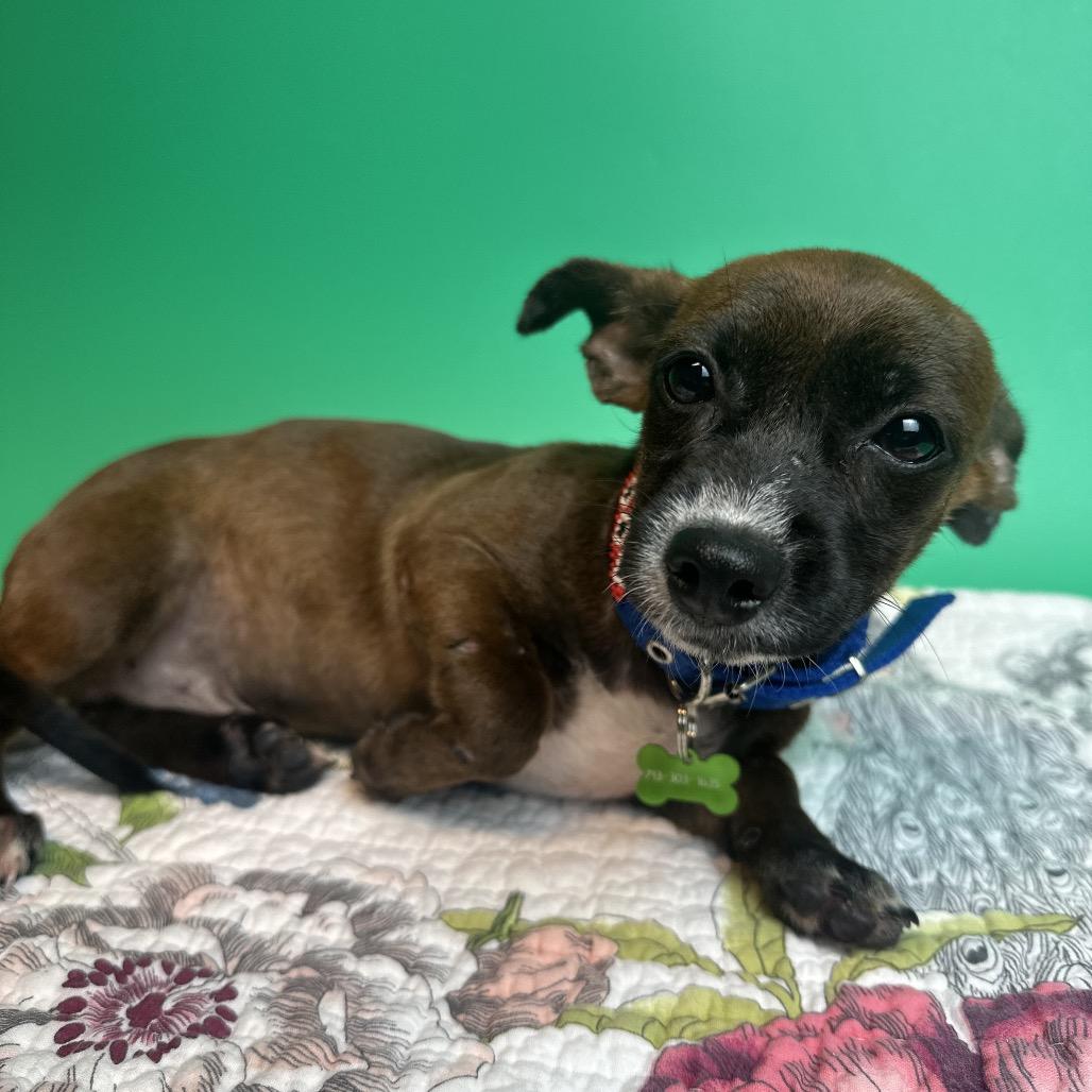 Enlarge Raisin, a Adoptable mixed breed in San Antonio, TX image 4/4
