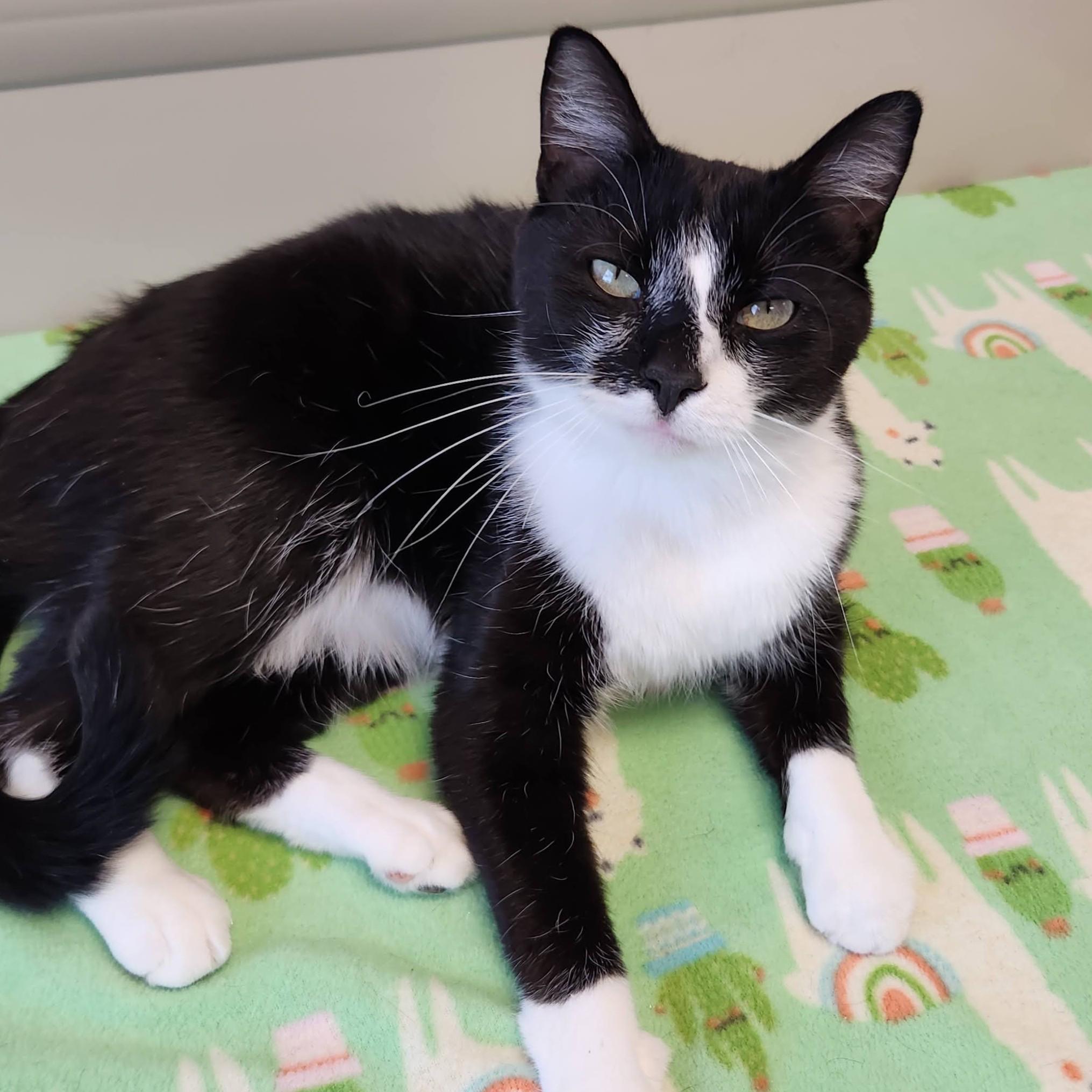 Phil, a ADOPTABLE Domestic Short Hair in Marshfield, WI image 5/6