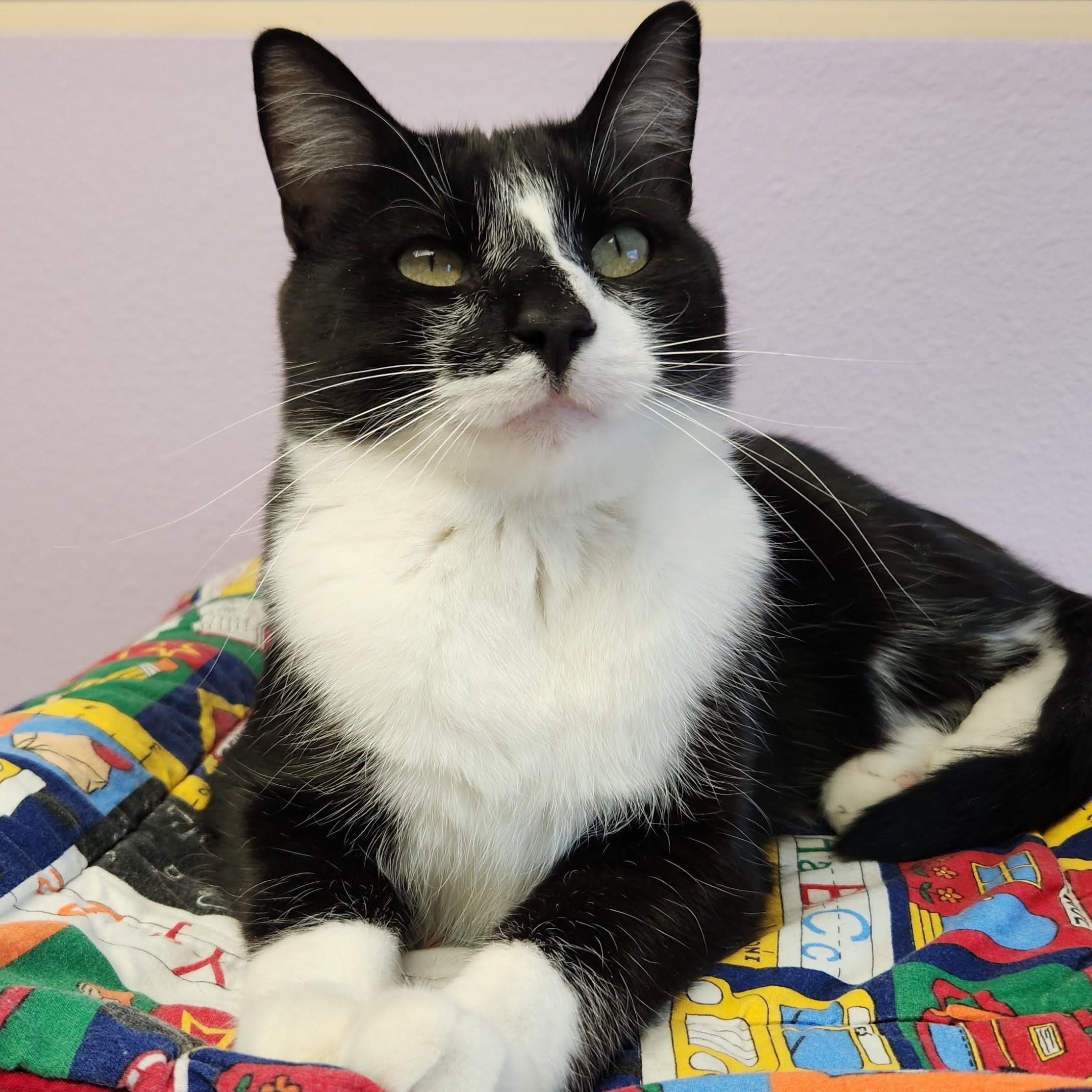 Phil, ADOPTABLE, Adult Male Domestic Short Hair.