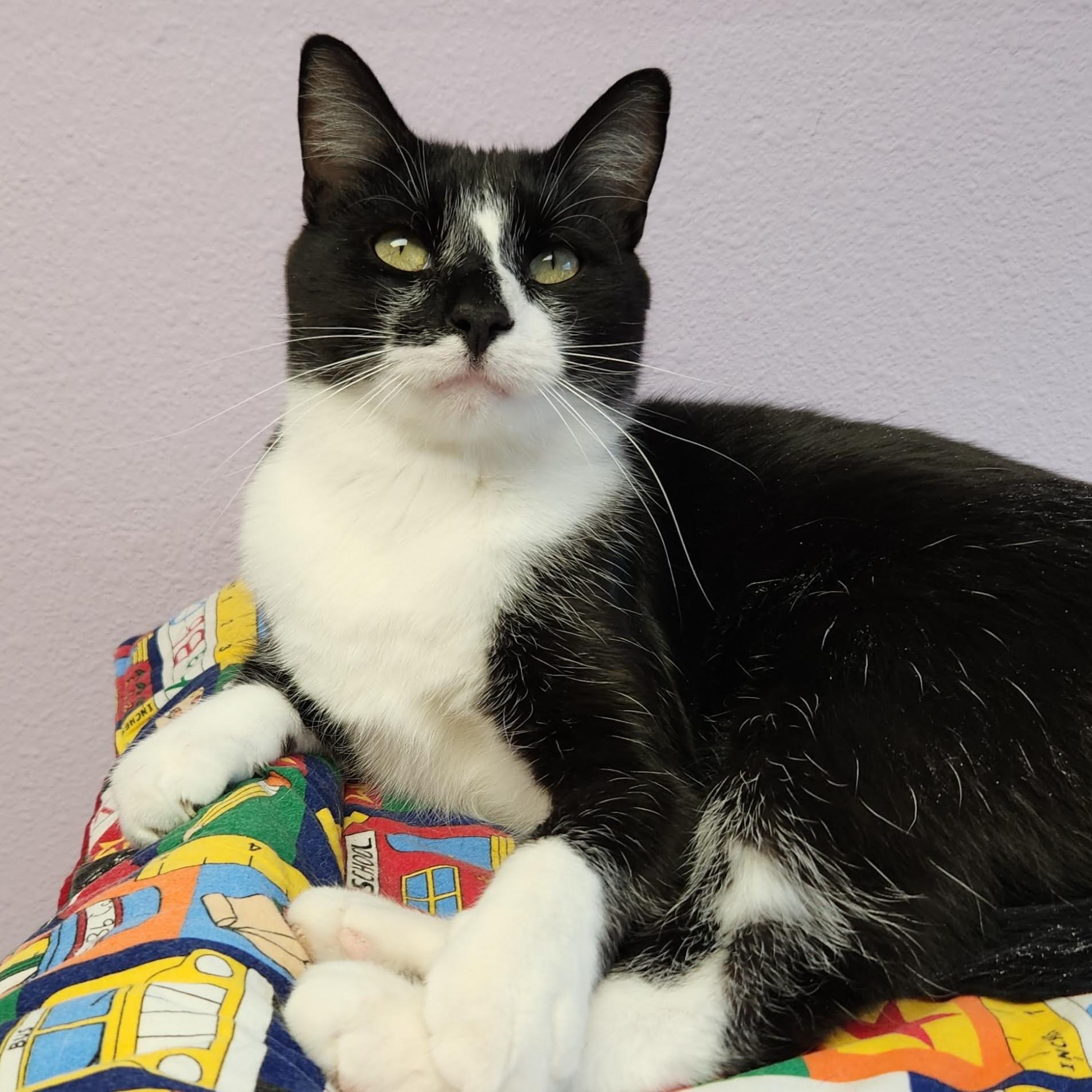 Phil, a ADOPTABLE Domestic Short Hair in Marshfield, WI image 2/6