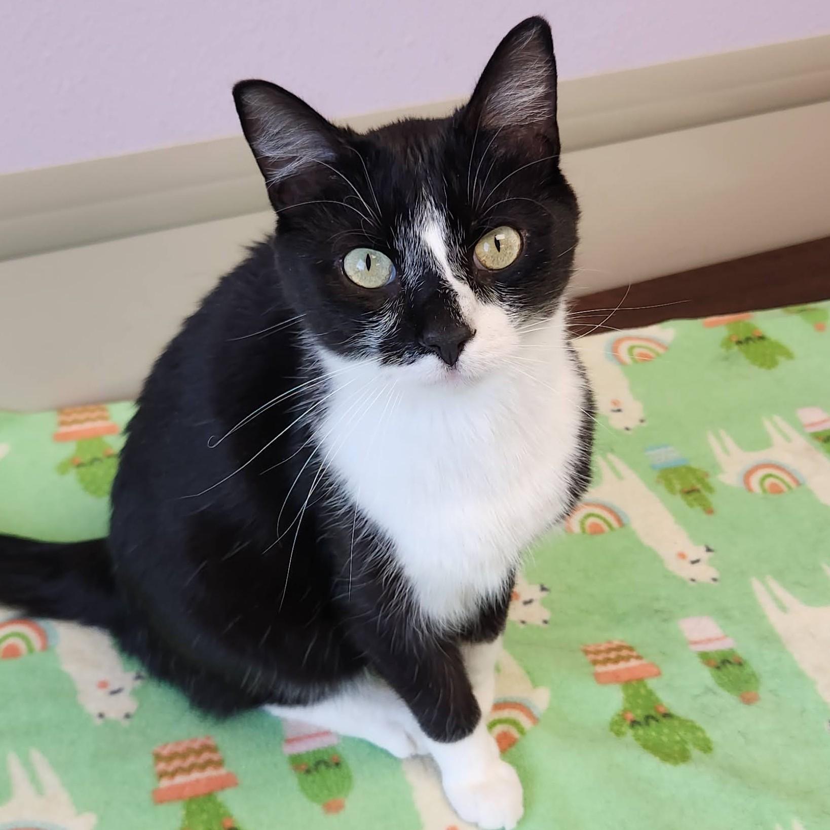 Phil, a ADOPTABLE Domestic Short Hair in Marshfield, WI image 4/6