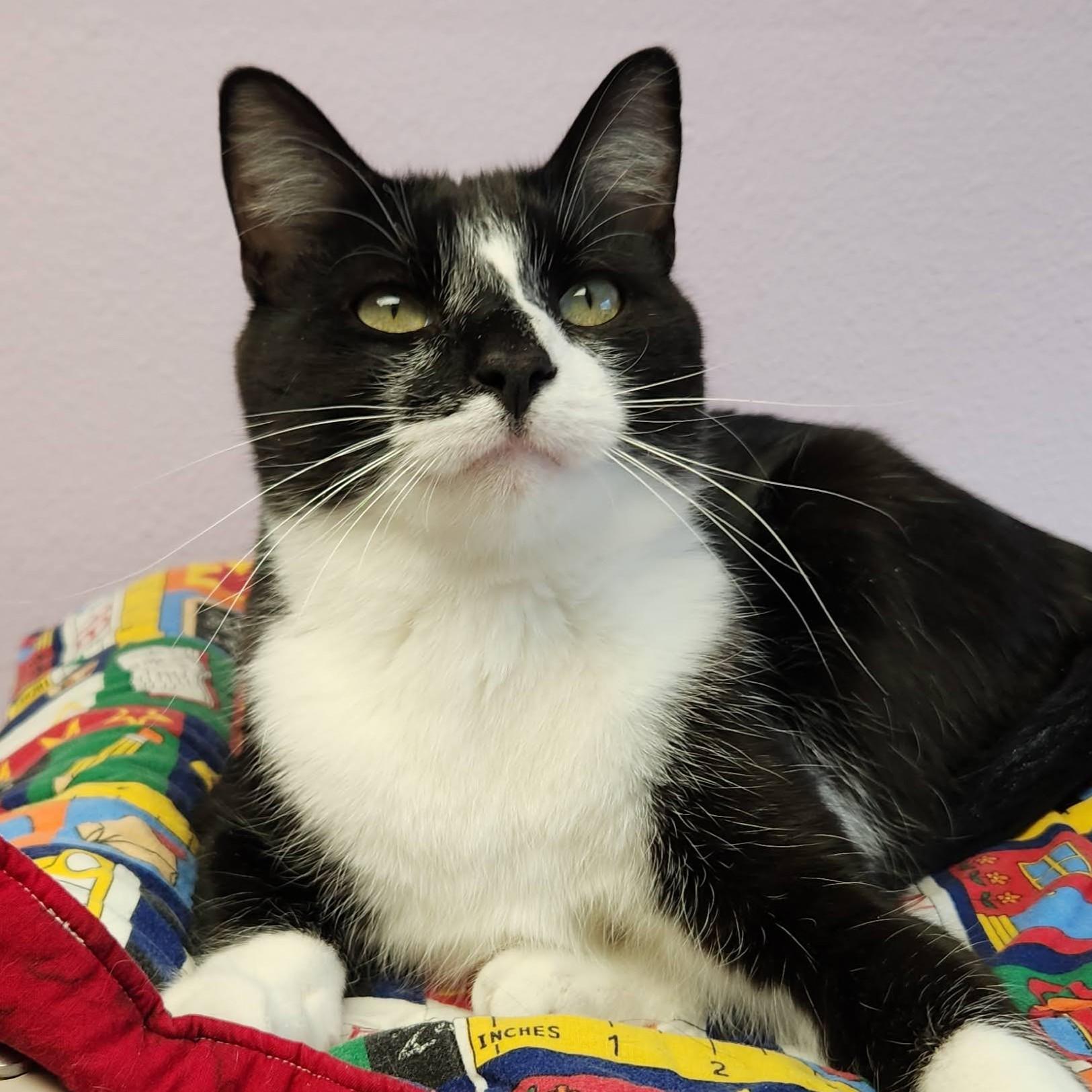 Phil, a ADOPTABLE Domestic Short Hair in Marshfield, WI image 3/6